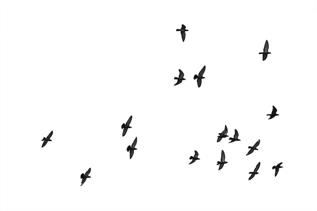 Photo flocks of flying pigeons isolated on white background.