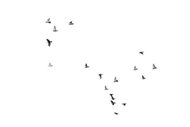 Flocks of flying pigeons isolated on white. Clipping path.