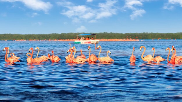 Foto stormi di fenicotteri rosa e barca turistica nel parco nazionale di celestun messico yucatan