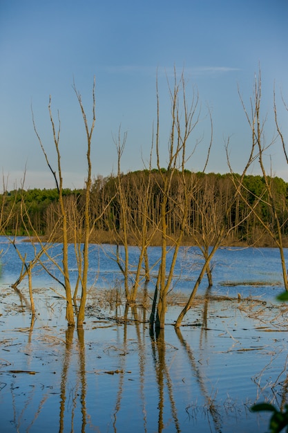 Flooded dead trees. Trees in the river. Disturbed ecology