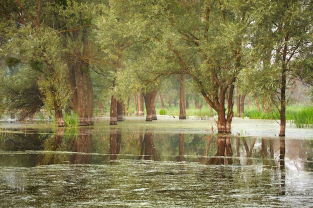 Photo a flooded forest landscape