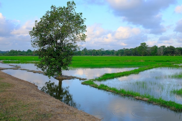 A flooded paddy field with a tree in the foreground