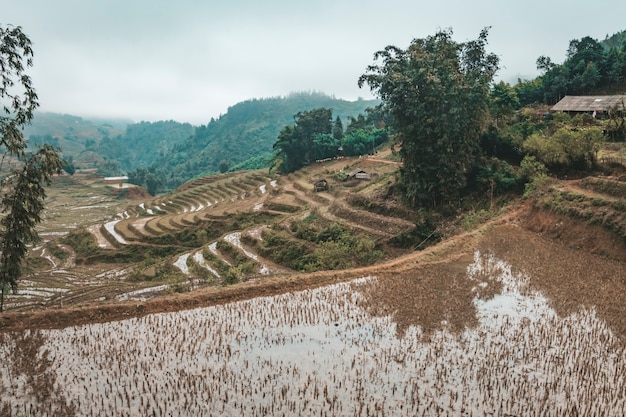 Flooded rice fields. Harvested crop. Sapa, Vietnam, winter.