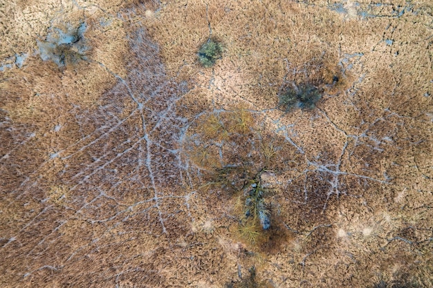 上から水から生えている草で溢れた湿地