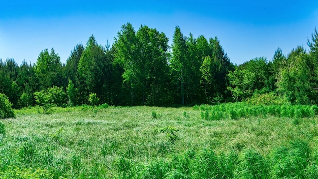 숲 가장자리에 잔디 투석이 있는 Floodmeadow