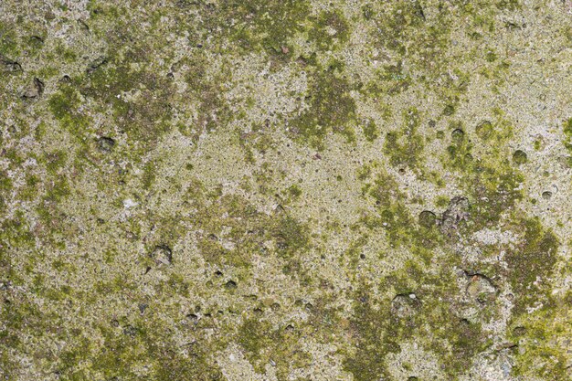 Photo floor background from old cement