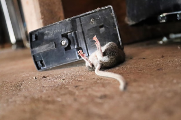 Floor perspective of a dead mouse caught in a trap