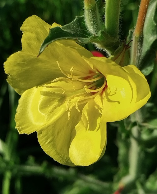 Foto flor amarela