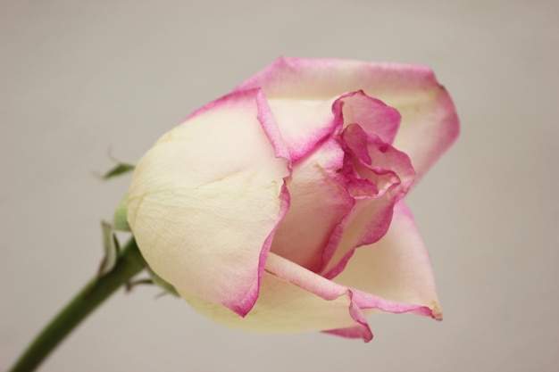 Foto flor blanca en rosa de muestra