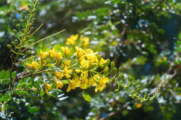 Flor color amarillo