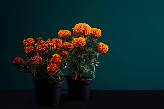 Premium Photo | Flor de cempasuchil en macetas para dia de muertos en mexico