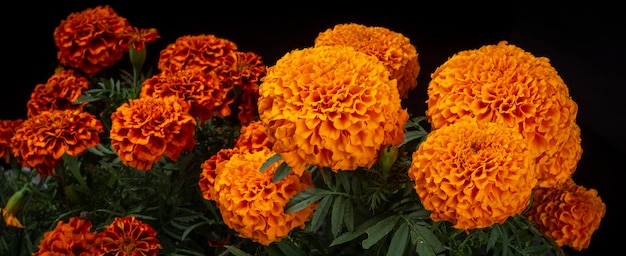 Фото flor de cempasuchil usada en dia de muertos tradicion mexicana