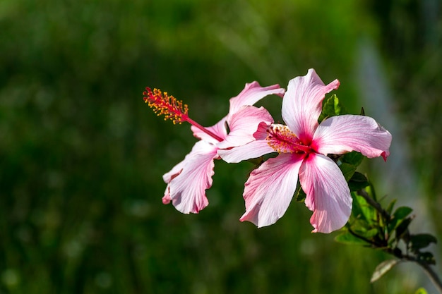 Flor de Hibisco llamada tambin flor de Jamaica es originaria de Amrica y frica