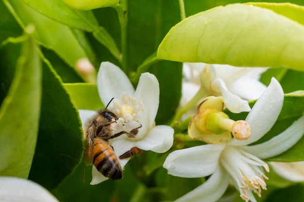 Flor de naranja con abeja recolectando alimento
