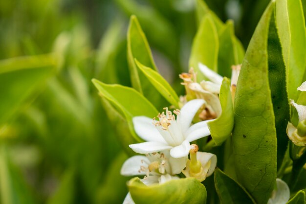 flor de naranja con fondo verde por sus hojas