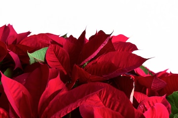 Premium Photo | Flor de nochebuena navidad o pascua Premium Photo | Flor de nochebuena navidad o pascua