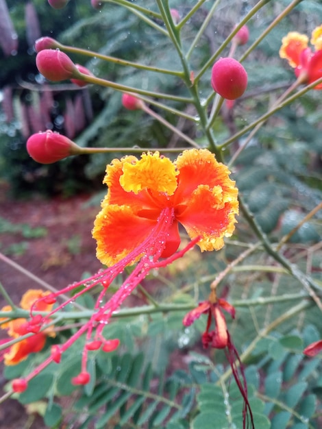 Flor roja en amarilla