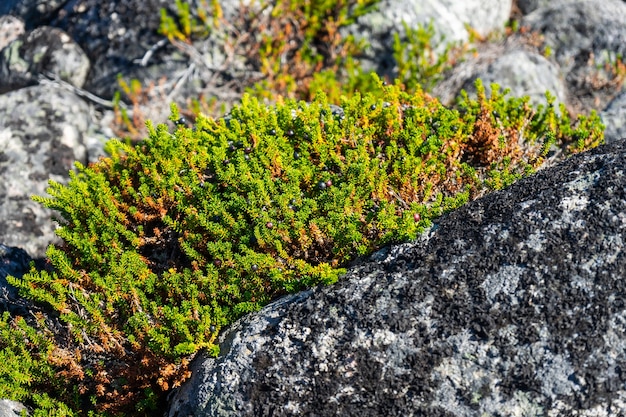 Flora of the Arctic, berries in the north, vegetation on the stone