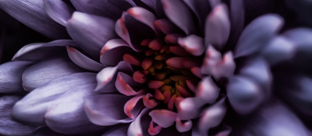 Флора брендинг и концепция любви пурпурные лепестки ромашки в цветении абстрактные цветочные цветы искусство бак ...