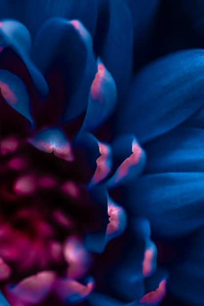 Flora branding en liefde concept blauwe madeliefje bloemblaadjes in bloei abstracte bloemen bloesem kunst backg...