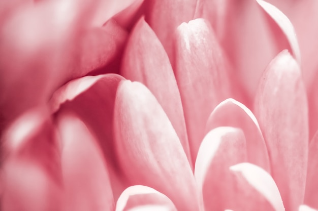 Flora branding en liefde concept roze madeliefje bloemblaadjes in bloei abstracte bloemen bloesem kunst backg...