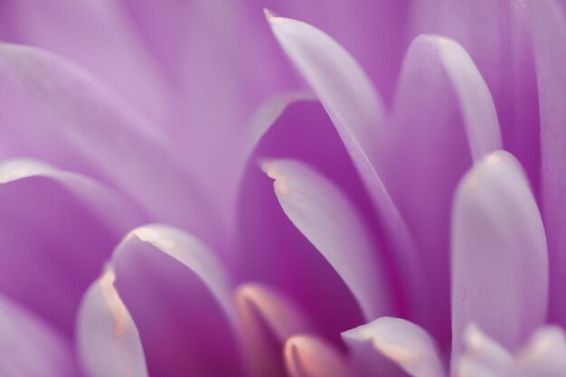 フローラブランディングと愛のコンセプト紫色のデイジーの花びらが咲く抽象的な花の花のアートバック...