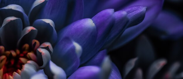 Flora branding e concetto di amore margherita viola petali di fiori in fiore fiori astratti floreali arte bac...