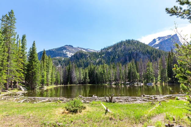 Photo flora and fauna of rocky mountain national park, colorado usa