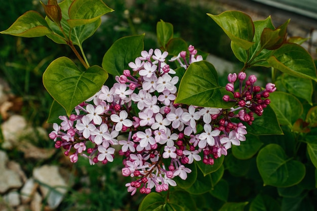 Foto flora e fauna dell'estremo oriente russo fauna e flora e fauna della russia