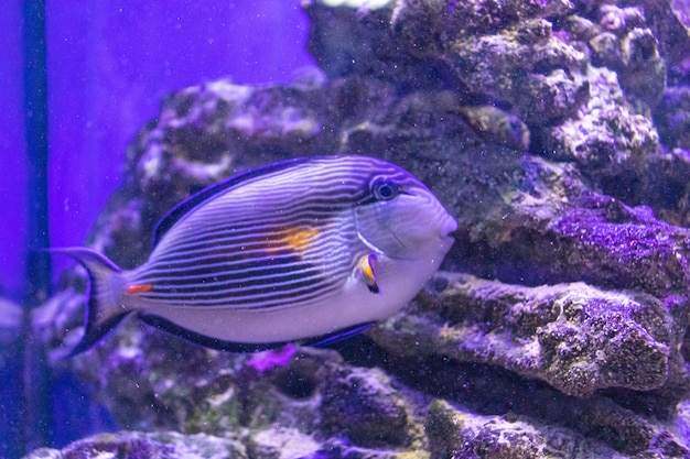 The flora and fauna of the underwater world of the ocean