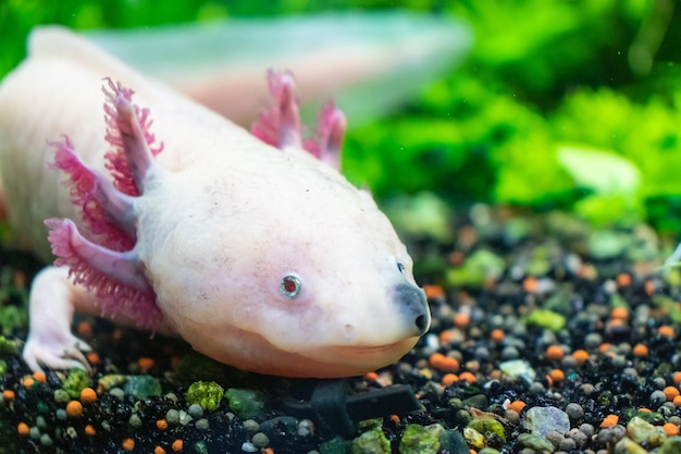 Photo the flora and fauna of the underwater world of the ocean