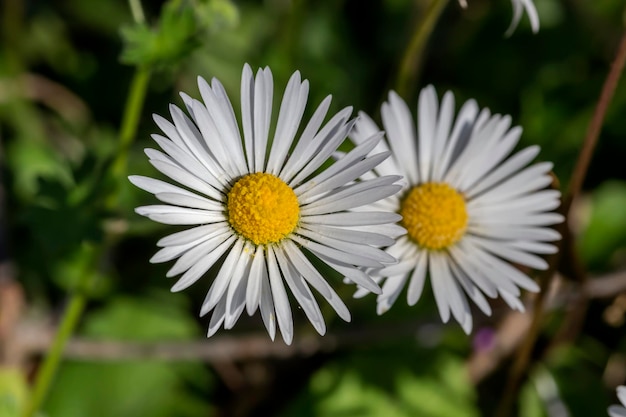 ギリシャの植物相開花野生の白いデイジーは春の日に自然の生息地でクローズアップを育てます