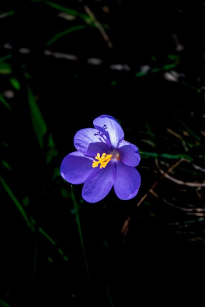 Photo flora near sotres asturias spain