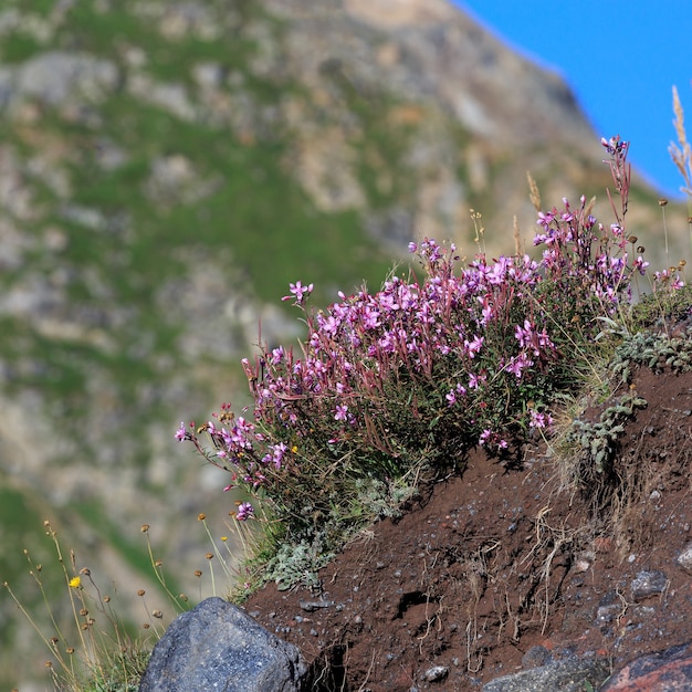 Flora on the slope of Mount Elbrus in the North Caucasus in Russia