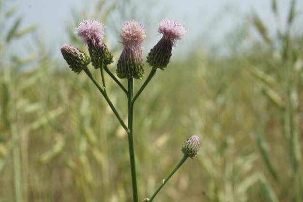 flora of the tara mountain