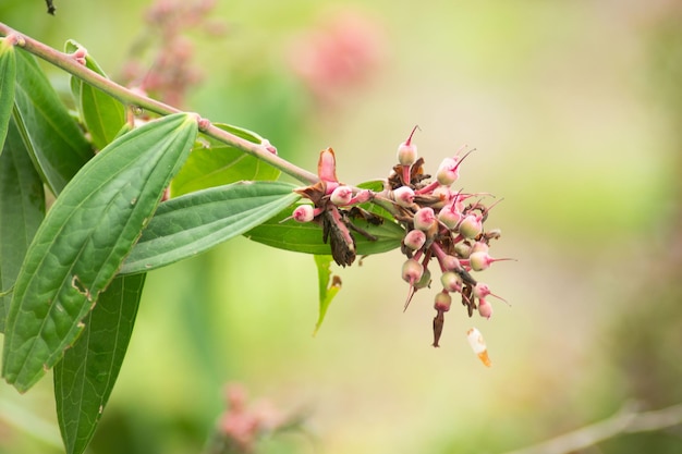 flora y fauna en Antioquia Colombia