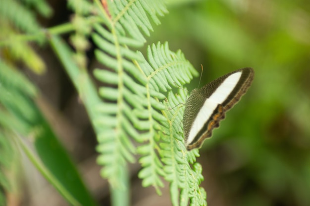 Photo flora y fauna en antioquia colombia