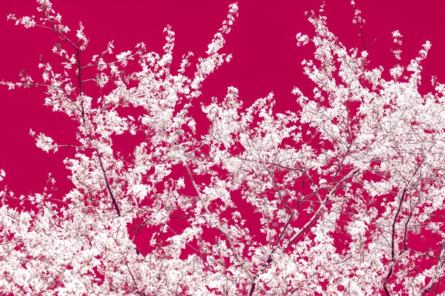 Floral abstract art on maroon background vintage cherry flowers in bloom as nature backdrop for luxury holiday design