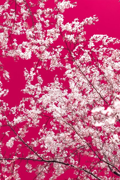 floral abstract art on maroon background vintage cherry flowers in bloom as nature backdrop for luxury holiday design