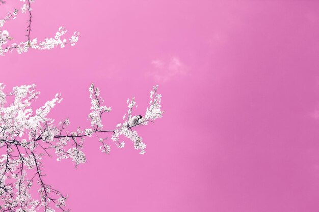 豪華な休日のデザインの自然の背景として咲くピンクの背景ヴィンテージ桜の花に花の抽象芸術