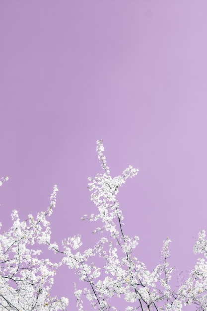 Floral abstract art on purple background vintage cherry flowers in bloom as nature backdrop for luxury holiday design