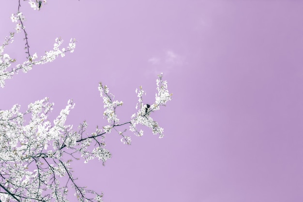 Цветочное абстрактное искусство на фиолетовом фоне винтажные вишневые цветы в цвету в качестве фона природы для роскошного праздничного дизайна