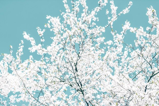 Photo floral abstract art on turquoise background vintage cherry flowers as nature backdrop for luxury holiday design