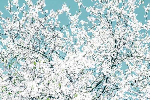 Photo floral abstract art on turquoise background vintage cherry flowers as nature backdrop for luxury holiday design