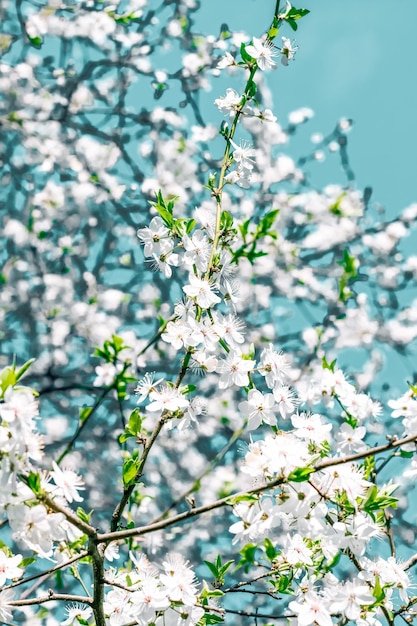 Floral abstract art on turquoise background vintage cherry flowers as nature backdrop for luxury holiday design