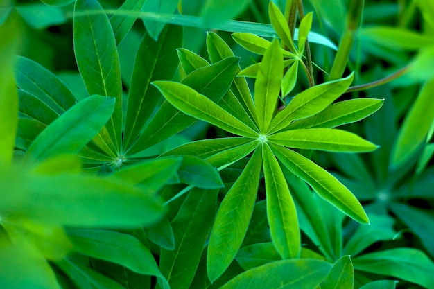 Floral abstract background Green leaves