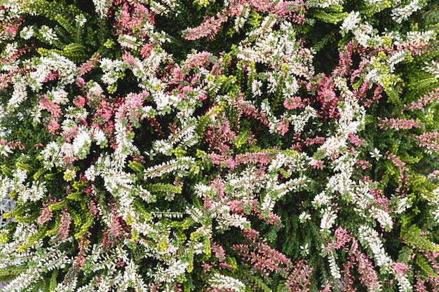 Floral achtergrond, bloem natuurlijke achtergrond