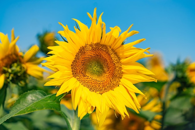 花の農業の黄色いヒマワリ。日当たりの良い美しい自然の咲く植物学。