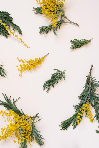 Floral arrangement a pattern of mimosa flowers on a white background