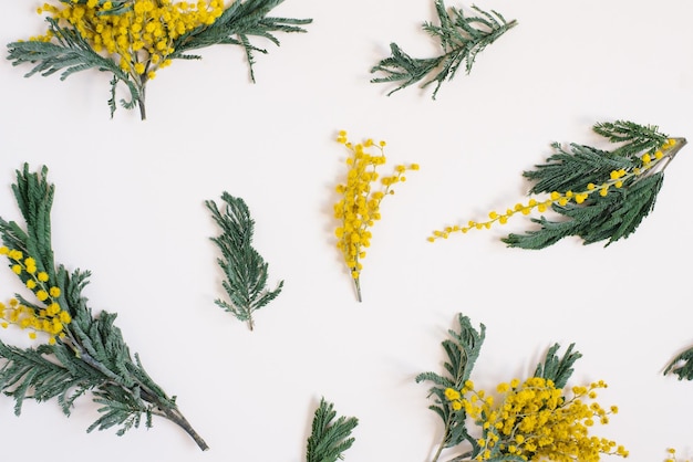 Composizione floreale un motivo di fiori di mimosa su sfondo bianco